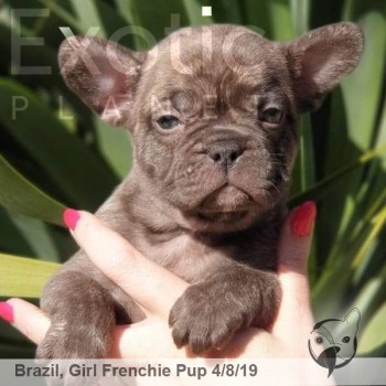 Rome Chocolate Male French Bulldog Puppy POA